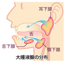 唾液腺