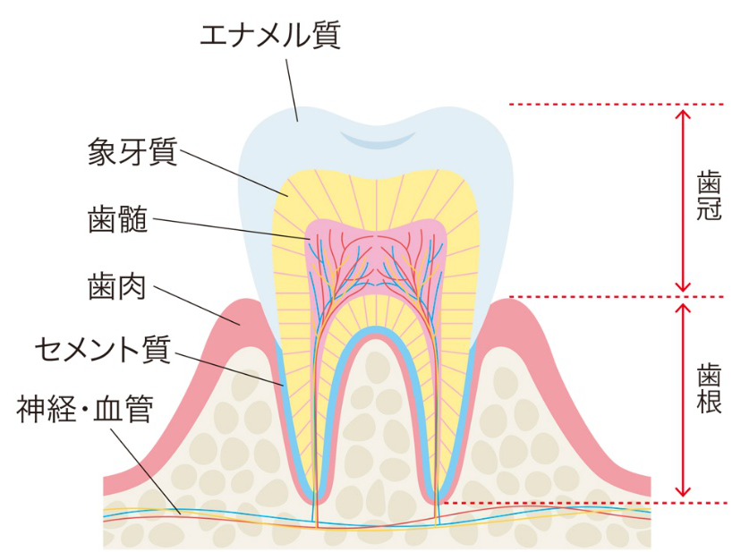 歯 断面図 ホワイトニング