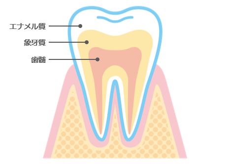 歯　構造　ホワイトニング